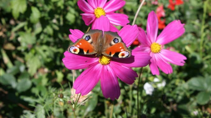 Cosmea, Schmuckkörbchen - ein Magnet für Schmetterlinge, Bienen und andere Insekten