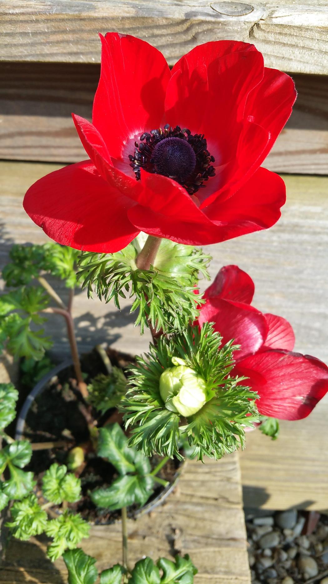 Anemone, Anemonen, Buschwindröschen - Gartenzeitung.com