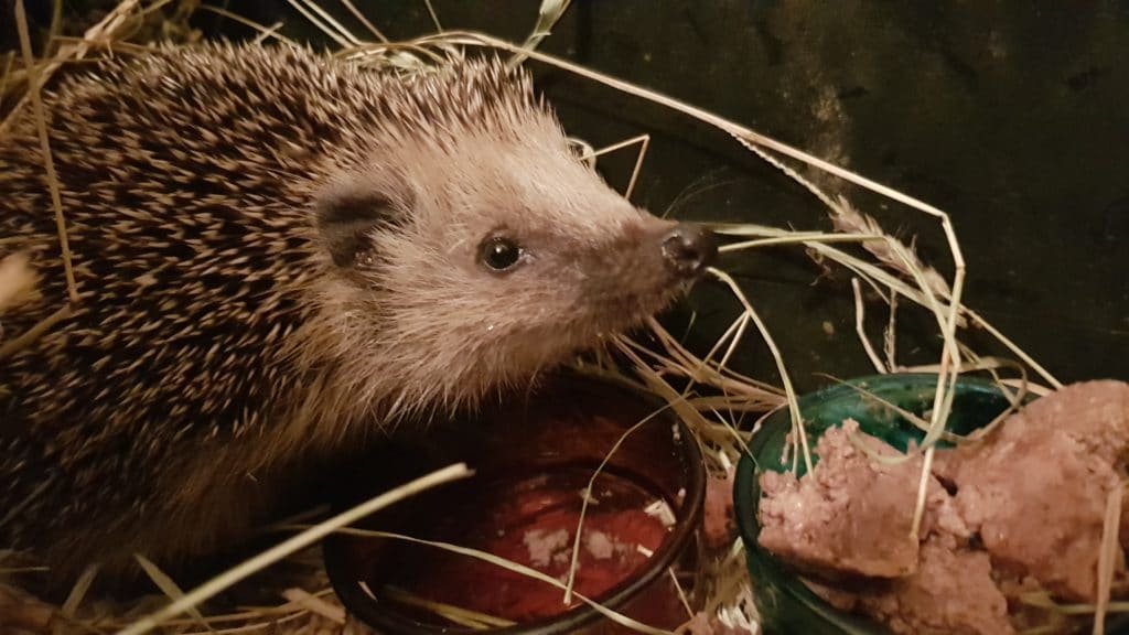 Schwache und kranke Igel überwintern WANN sollte ich