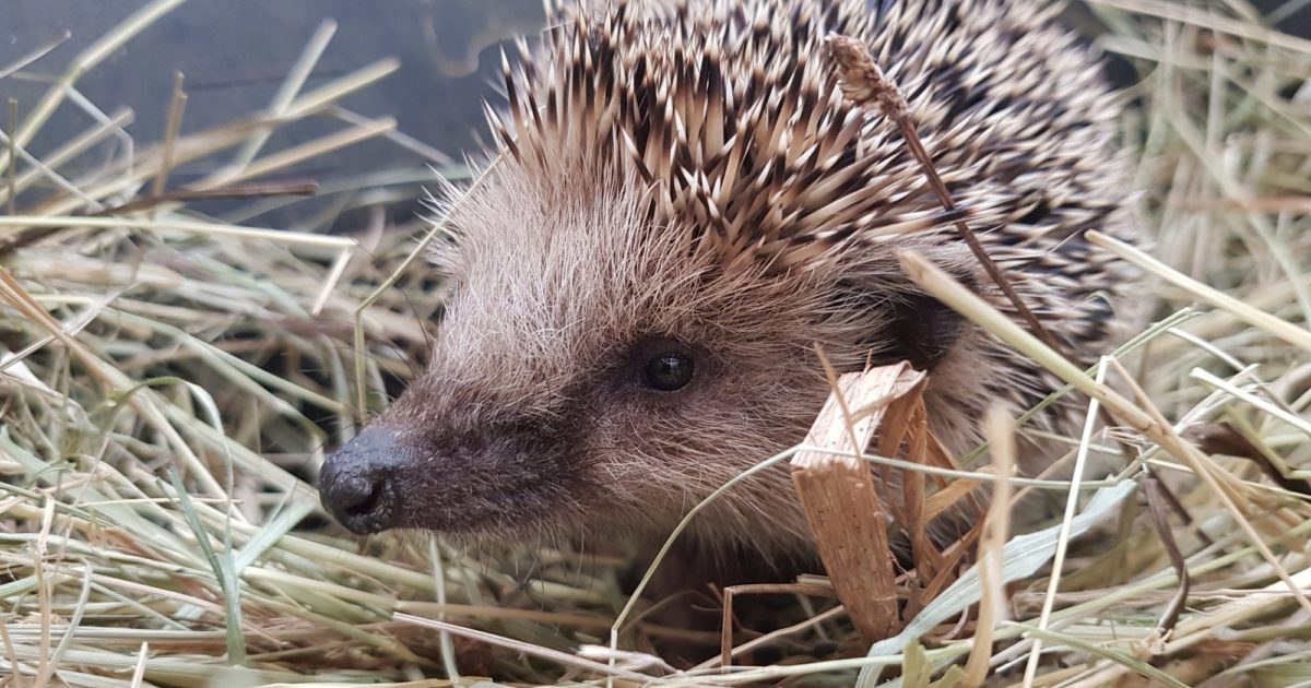 Schwache und kranke Igel überwintern - WANN sollte ich ...