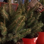 Christbaum, eingetopfter Baum, Topf, Weihnachten, Gartenzeitung.com