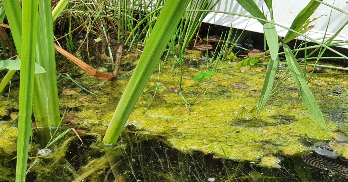 Algen im Gartenteich bekämpfen - Gartenzeitung.com